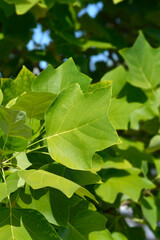 Tulip tree