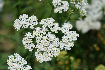 Mountain Yarrow