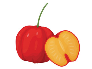 Red acerola berry. Barbados cherry. Illustration of exotic fruits.