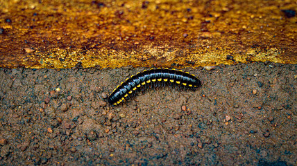 caterpillar on the ground