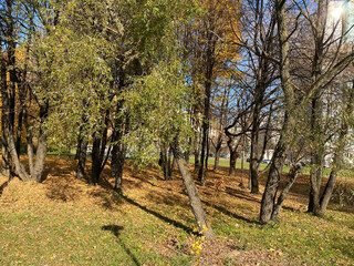 autumn in park at dry sunny fall day