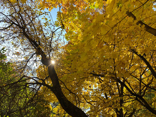 yellow maple leafs on tree at dry sunny autumn day
