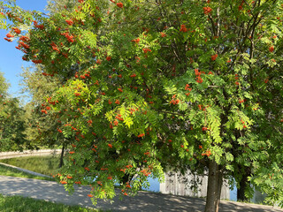 Fototapeta na wymiar image of many ashberry at dry sunny day