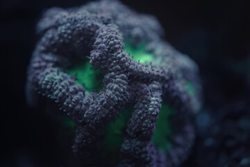 Low light picture of blastomussa merleti  coral in green and purple close up macro - selective...