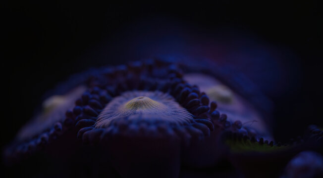 Low light Zoanthus with purple and orange close up - selected focus on the from polyps mouth and selected focus