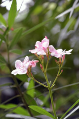 キョウチクトウ