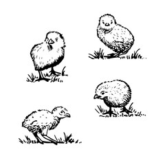 Sketch style vector illustration of domestic fowl. Poultry bird - chick