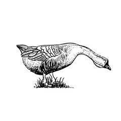 Sketch style vector illustration of domestic fowl. Poultry bird - goose