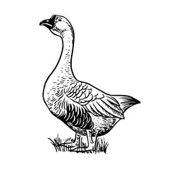 Sketch style vector illustration of domestic fowl. Poultry bird - goose