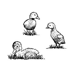 Sketch style vector illustration of domestic fowl. Poultry bird - duckling