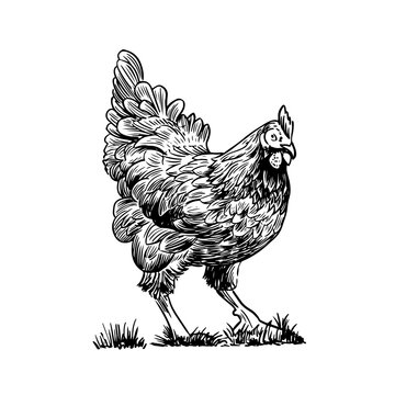 recommend clip art: Sketch style vector illustration of domestic fowl. Poultry bird - chicken or hen
