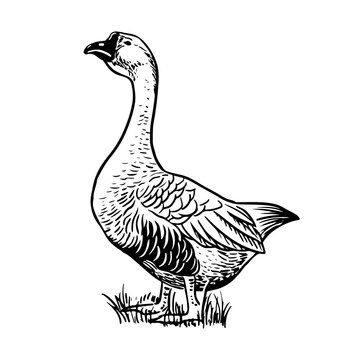 black and white goose standing on grass clip art preview