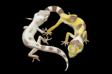 Two different morph types of leopard gecko seen from above, eublepharis macularius, animal closeup