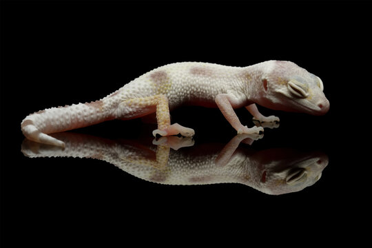 Leopard gecko lizard on reflection with black background, full body reptile, eublepharis macularius, animal closeup