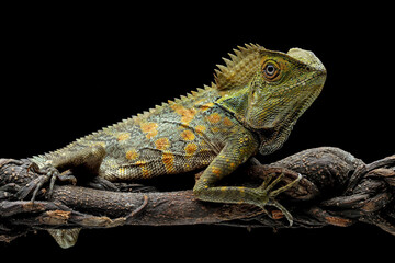 Forest dragon reptile on a branch, Gonocephalus chamaeleontinus, animal closeup