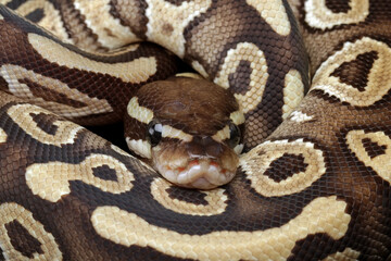 Beauty of snake skin pattern and head, ball phyton snake, animals closeup