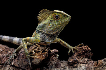 Forest dragon reptile on a branch, Gonocephalus chamaeleontinus, animal closeup