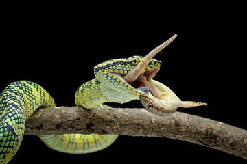 venomous snakes are eating their prey and biting each other, wagleri pit viper snakes on branch,...