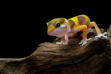 Baby leopard gecko lizard on wood with black background, eublepharis macularius, animal closeup