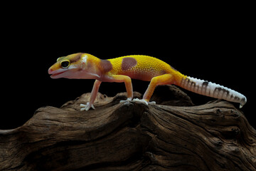 Leopard gecko lizard on wood with black background, full body reptile, eublepharis macularius, animal closeup