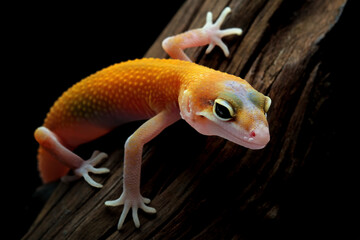 Baby leopard gecko lizard on wood with black background, eublepharis macularius, animal closeup
