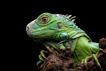green iguana head and spikes, closeup head of green iguana, animal closeup