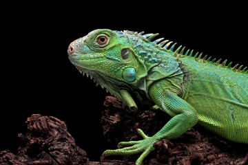 Fototapeta premium green iguana head and spikes, closeup head of green iguana, animal closeup