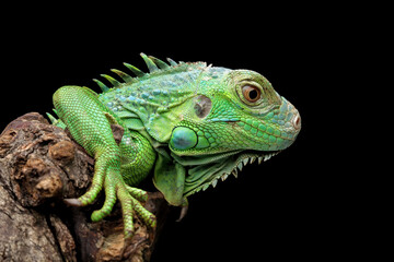 green iguana head and spikes, closeup head of green iguana, animal closeup