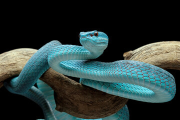 high venomous snake, blue viper snake closeup on branch, blue insularis,Trimeresurus Insularis