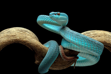 high venomous snake, blue viper snake closeup on branch, blue insularis,Trimeresurus Insularis