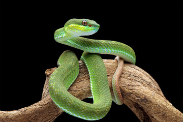 poisonous green snake above the branch, green viper snake on a black background, venomous and poisonous snake, animal closeup