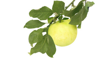 Apple white filling on a branch isolated on white background