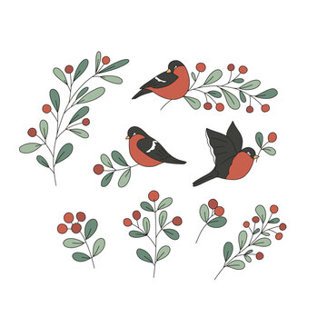 Christmas mistletoe branch with red berries and bullfinch vector illustration set isolated on white. Vintage Xmas plant red breast winter bird holiday festive season print collection.