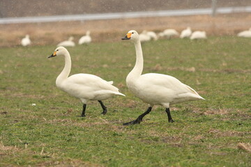 歩く白鳥