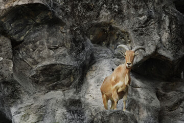 An alpine goat descends a cliff of a mountain