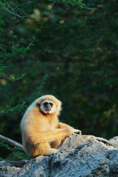 The silvery gibbon (Hylobates moloch), known as the Javan gibbon, is a primate in the gibbon family Hylobatidae. 