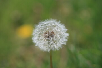 Fototapeta premium たんぽぽの綿毛