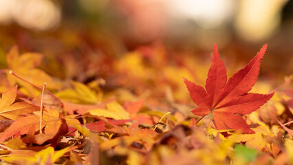 Red maple leaf  in autumn with maple tree under sunlight landscape.Maple leaves turn yellow, orange, red in autumn.