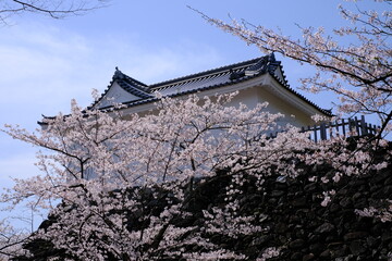 Naklejka premium 桜