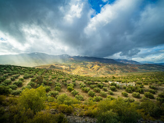 Obraz premium view of the mountains and olive trees