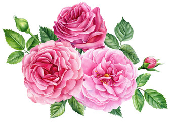 Pink roses. Bud, leaves and flower isolated white background, watercolor botanical painting. 