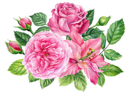 Pink roses. Bud, leaves and flower isolated white background, watercolor botanical painting. 