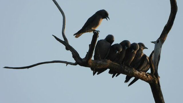 Woodswallows in tree .pond area .