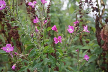 pink and purple flowers