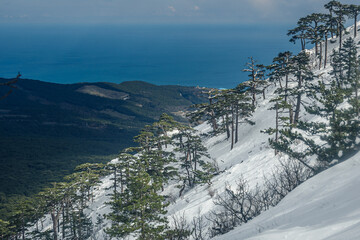 Snow covered forest on hillside of mountain Ai-Petri after blizzard. Crimea