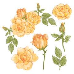 bouquet of  orange roses vector