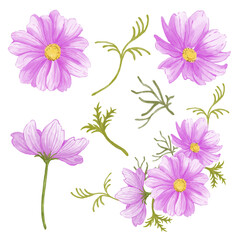 set of violet pink flowers vector 