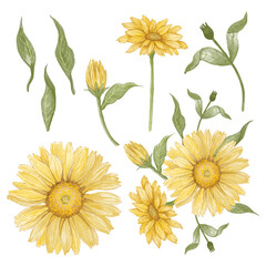 Set of sunflowers isolated white background