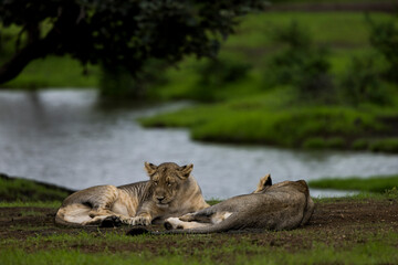 Wild in wild of Gir National Park