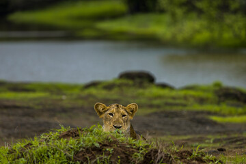 Wild in wild of Gir National Park